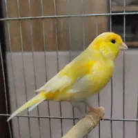 قناری گلستر نر آواز خوان|پرنده|بهارستان, |دیوار