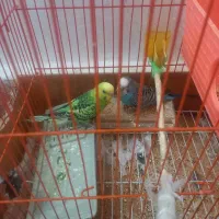 معامله با مرغ|پرنده|جیرفت, |دیوار