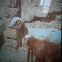 گوسفند