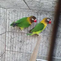 طوطی کوتوله برزیلی کارداده ((ایسین))