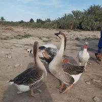 فروش قوعاز اکراینی  جفت