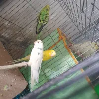 عروس هلندی فروشی|پرنده|سمنان, |دیوار