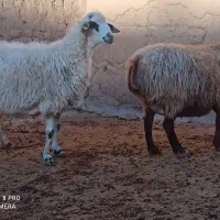 ۱۲راس میش آبستن گوسفند بره قوچ میش بره دار داشتی|حیوانات مزرعه|مشهد, اروند|دیوار