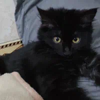 گربه گمشده ** مژدگانی