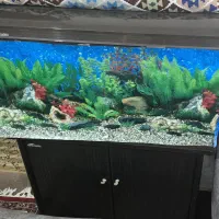 آکواریوم ۱۱۰در ۵۰ در ۴۰|ماهی|زنجان, |دیوار