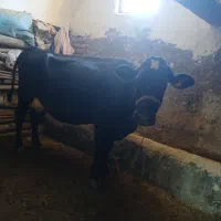 ۱ راس گاو داشتی