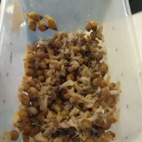 حلزون اچاتینا البینو