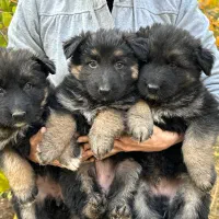 سگ ژرمن|سگ|رودهن, |دیوار