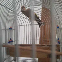 فروش یامعاوضه سهره دورگ|پرنده|شیراز, تاچارا|دیوار