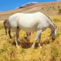 اسب ترکمن|اسب و تجهیزات اسب‌سواری|تهران, ائمه اطهار|دیوار