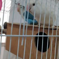 طوطی برزیلی|پرنده|مریوان, |دیوار