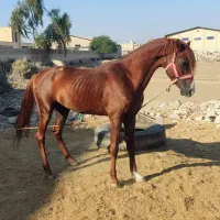 اسب عرب|اسب و تجهیزات اسب‌سواری|اهواز, شریعتی جنوبی|دیوار