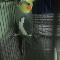 عروس هلندی|پرنده|خمام, |دیوار