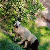 اسباب بازی بره ناقلا