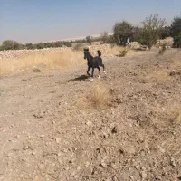 ۲ عدد اسب درشوری درجه یک برکت می‌شود
