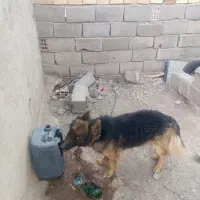 سگ ژرمن نر|سگ|بم, |دیوار