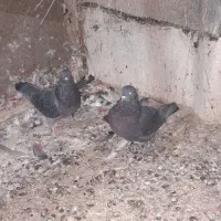 زاغ نرماده به شرط ۱۲ساعت|پرنده|قم, چهل درخت‎|دیوار