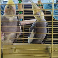 پرنده عروس هلندی|پرنده|خوش‌رودپی, |دیوار