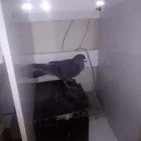 کبوتر الماسی نر