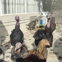 بوقلمون برنز 5ماهه|حیوانات مزرعه|خمینیشهر, |دیوار