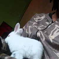 بچه خرگوش رودان مرکز شهر
