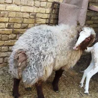 میش لاکن وشال وافشاروبره چاق دورگ غزل|حیوانات مزرعه|اردکان, |دیوار