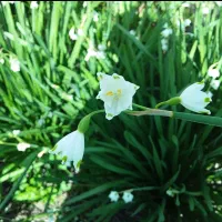 پیاز گل دانه برفی یا زنگوله|گل و گیاه طبیعی|لاهیجان, بازکیاگوراب|دیوار