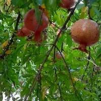 باغ-فروشی-سد-هاله
