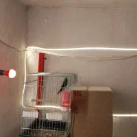 طوطی مولد ب شرط گرین چیک عروس هلندی شاه طوطی|پرنده|سقز, |دیوار