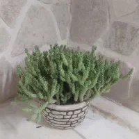 معاوضه کاکتوس با کاکتوس