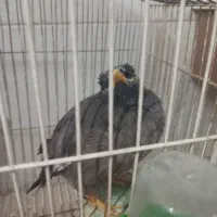 طوطی و مرغ مینا|پرنده|تاکستان, |دیوار