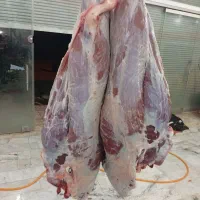 گاو گوساله افتاده|حیوانات مزرعه|ایجرود, |دیوار