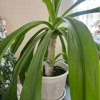 گل های شاداب