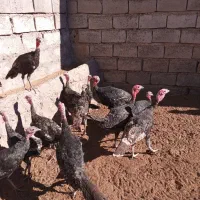 بوقلمون نر ۶ ماهه|حیوانات مزرعه|نیشابور, فردوسی جنوبی|دیوار