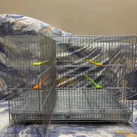 قفس حرفه ای