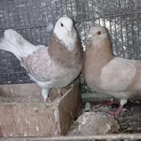 کبوترپرشی