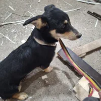 سگ نژاد بین هاسکی و ژرمن