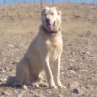 سگ‌گمشده‌‌هر‌کسی‌نشانه‌ی‌‌‌خبری‌بده‌مژدگانی‌‌محفوظ