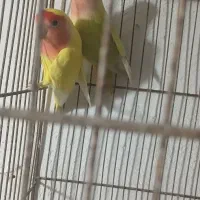 دوتا برزیلی معاوضه