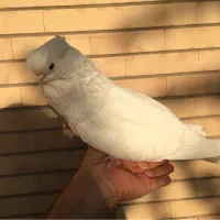 نوک قنار|پرنده|شاهین‌شهر, خانه کارگر|دیوار