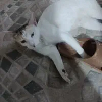 گربه گمشده  ۴ ملیون مژدگانی|حیوانات|دزفول, |دیوار