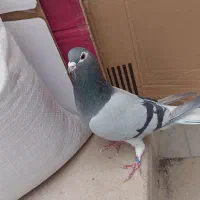 نر خرقه گردن سبز  پشت تنها کفتر