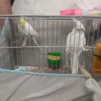 جفت عروس هلندی