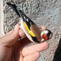 سهره نقاب قفل جوجه امسال