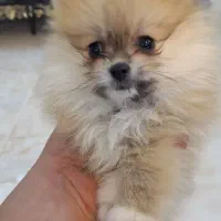 توله پامرانین|سگ|شاهینشهر, بانک استان|دیوار