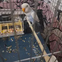 طوطی برزیلی دستی|پرنده|پاکدشت, پاکدشت (مامازند)|دیوار