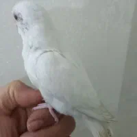 برزیلی دستی ورام  سالم و سلامت