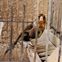 سهره قناری نقش