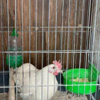 مرغ جاپنیز دستی سالم تخم گذار