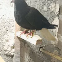 کبوتر دم سفید|پرنده|قزوین, |دیوار